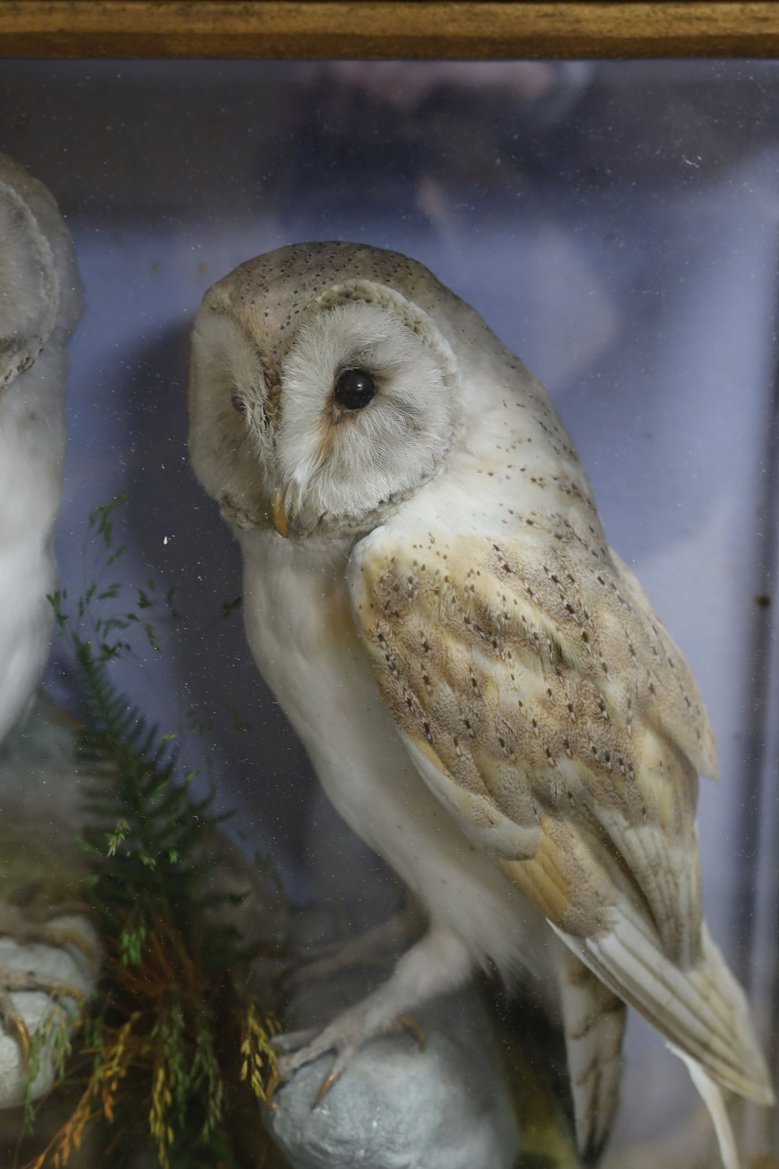 A pair of taxidermic perched Barn Owls, together with a Jay amongst terrain in wooden glazed case - 62.5cm tall